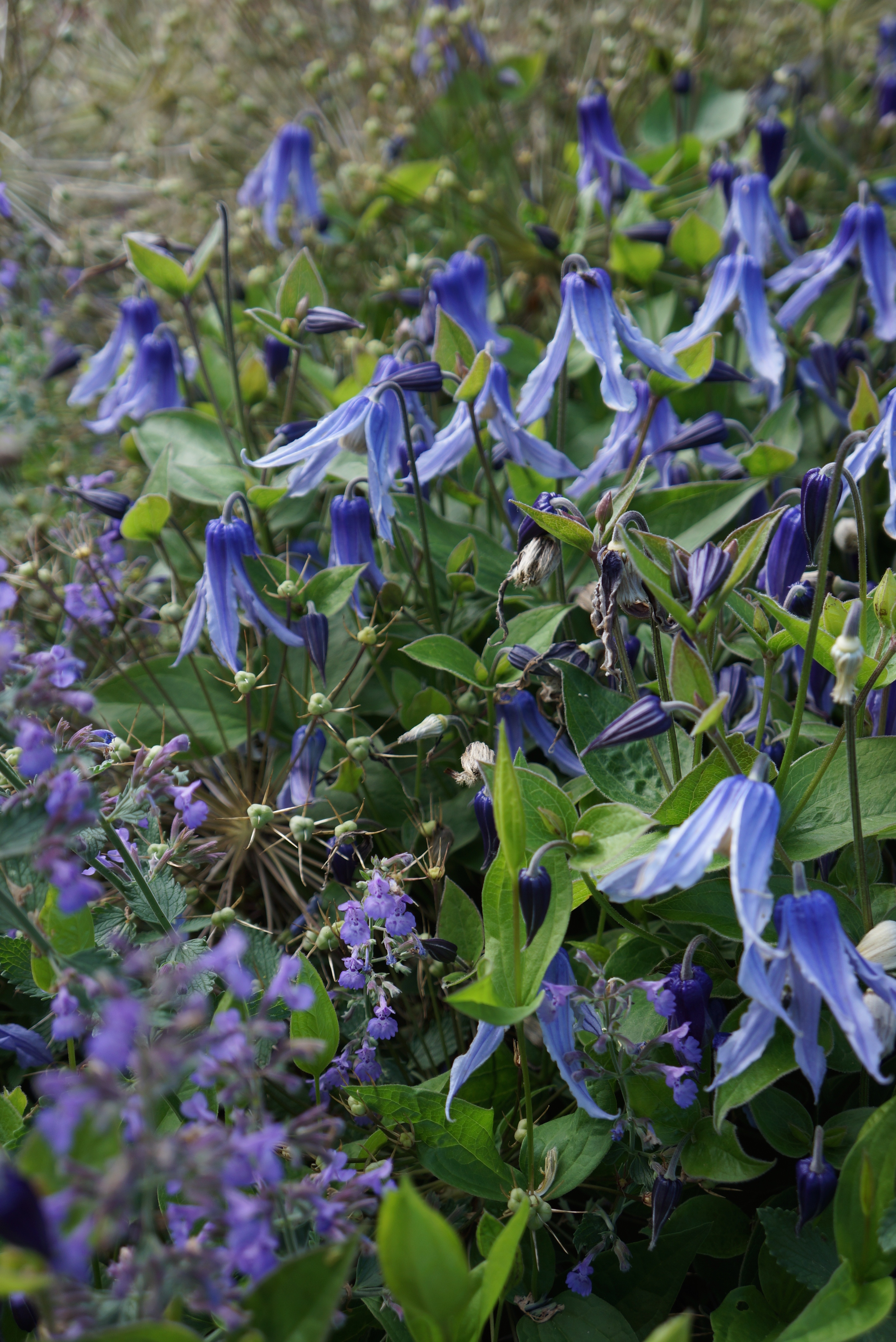 Blue Ribbons Bush Clematis, Clematis integrifolia 'Blue Ribbons